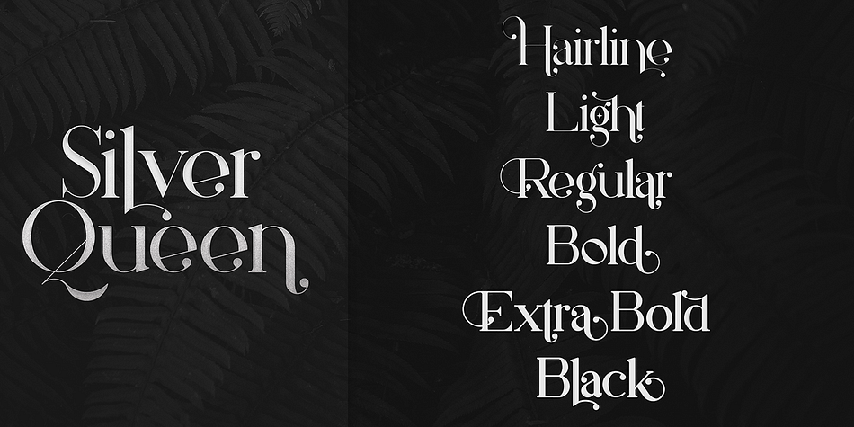 Silver Queen Regular family specimen 2